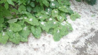 97988c04e39c8c4f49421ce7a06654f3 6月の札幌で雪が！？<br>　ダイエット日記-Day17　ー2023/6/17ー