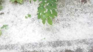 DSC 1753 6月の札幌に雪が！？　ダイエット日記-Day35　ー2024/6/15ー